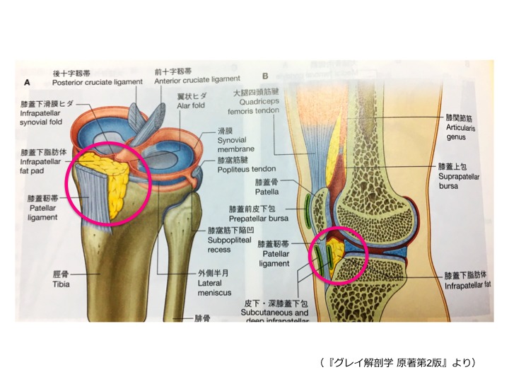 膝蓋下脂肪体の機能解剖と膝前部痛のまとめ 理学療法士が使える評価 治療