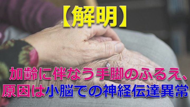 【解明】高齢者にみられる“手脚のふるえ”　原因は小脳での神経伝達の異常